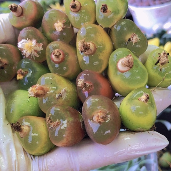 无花朵1033，1.5-2.2厘米毛毛会变色19颗