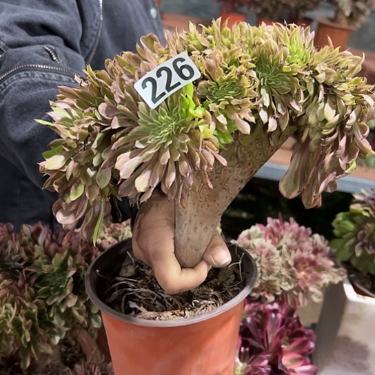 幸***人一颗花脸粉黛 226