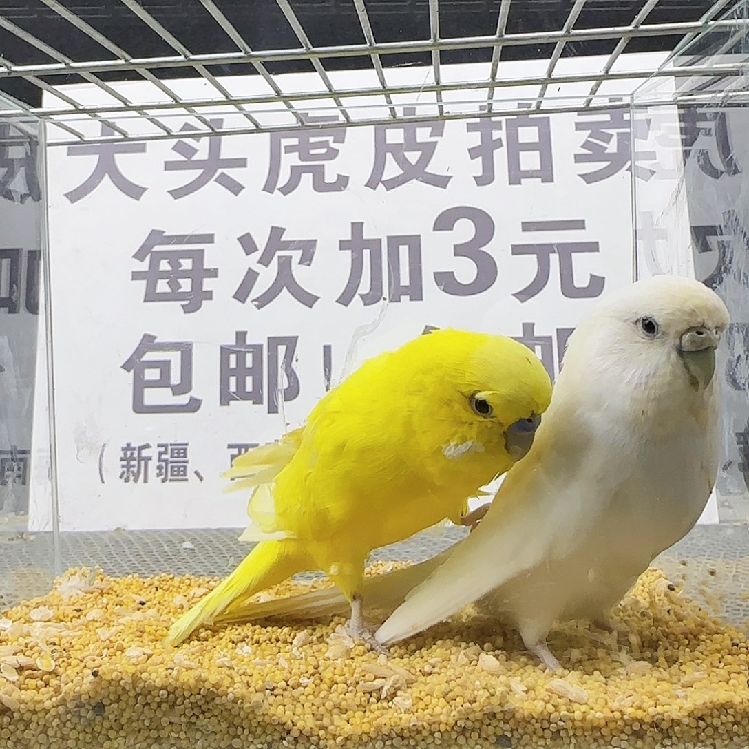 虎皮鹦鹉大头鹦鹉