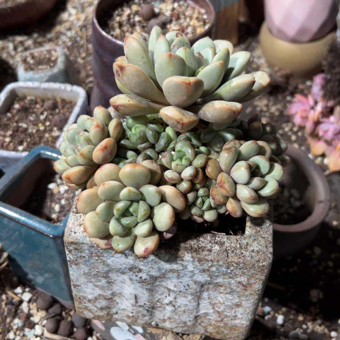 葡萄48零零多肉植物