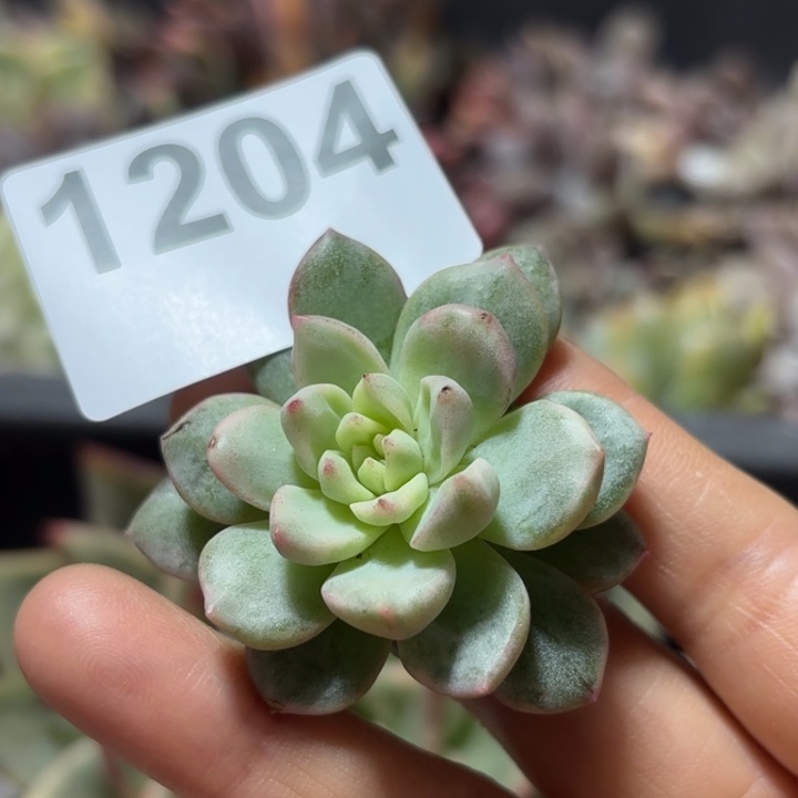 头盖多肉植物满18包邮