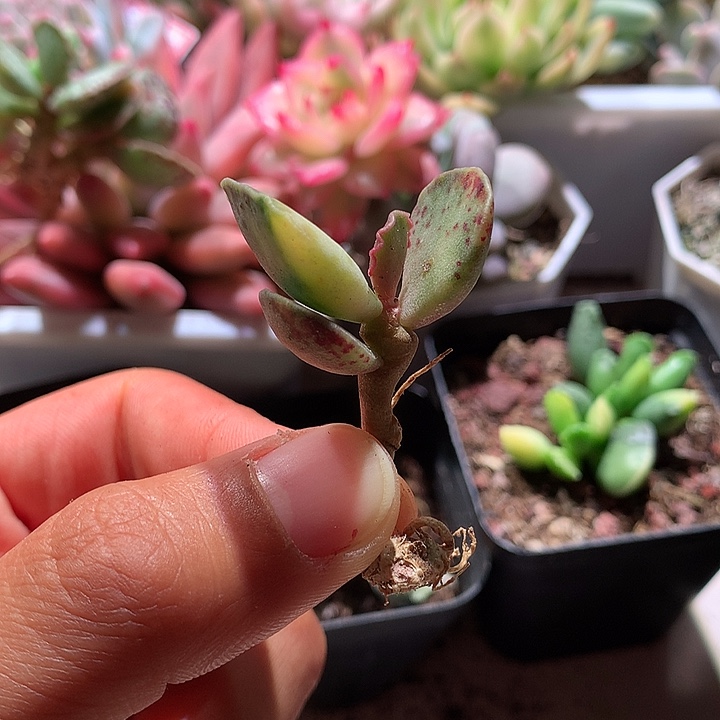 天锦章锦锦锦有根