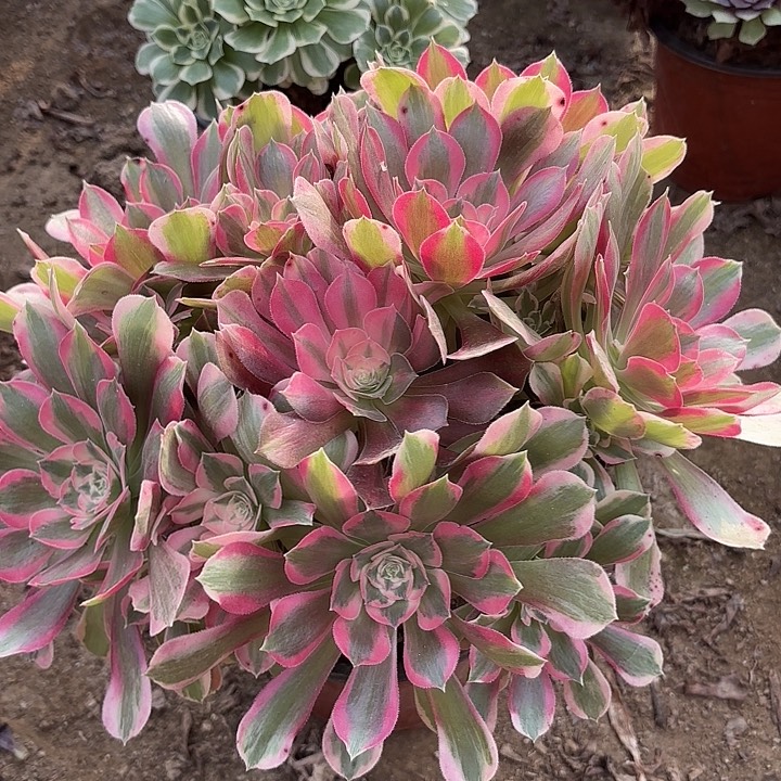 多肉植物法师女妖28