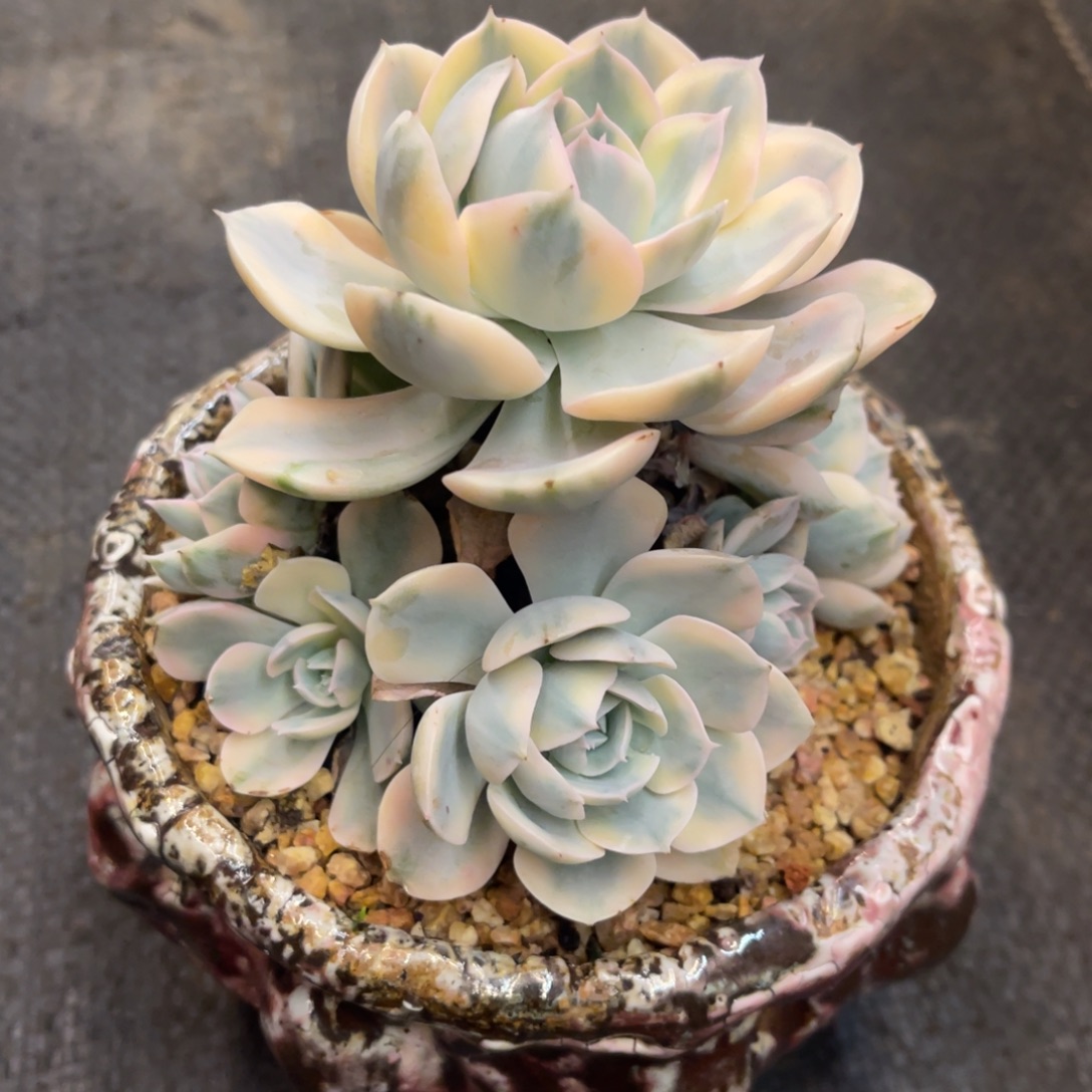 玉***树68686868686868688668