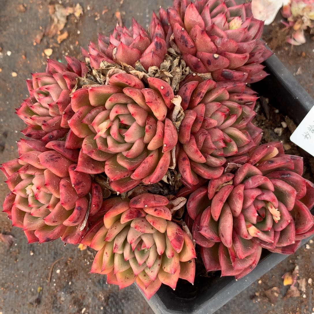 4453杂交多肉老桩