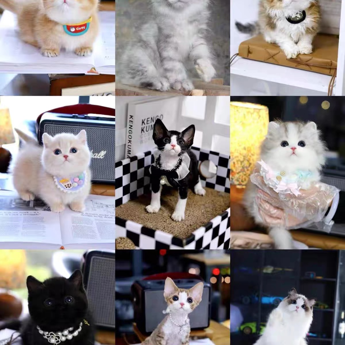 （心心小型犬）T狗狗活体