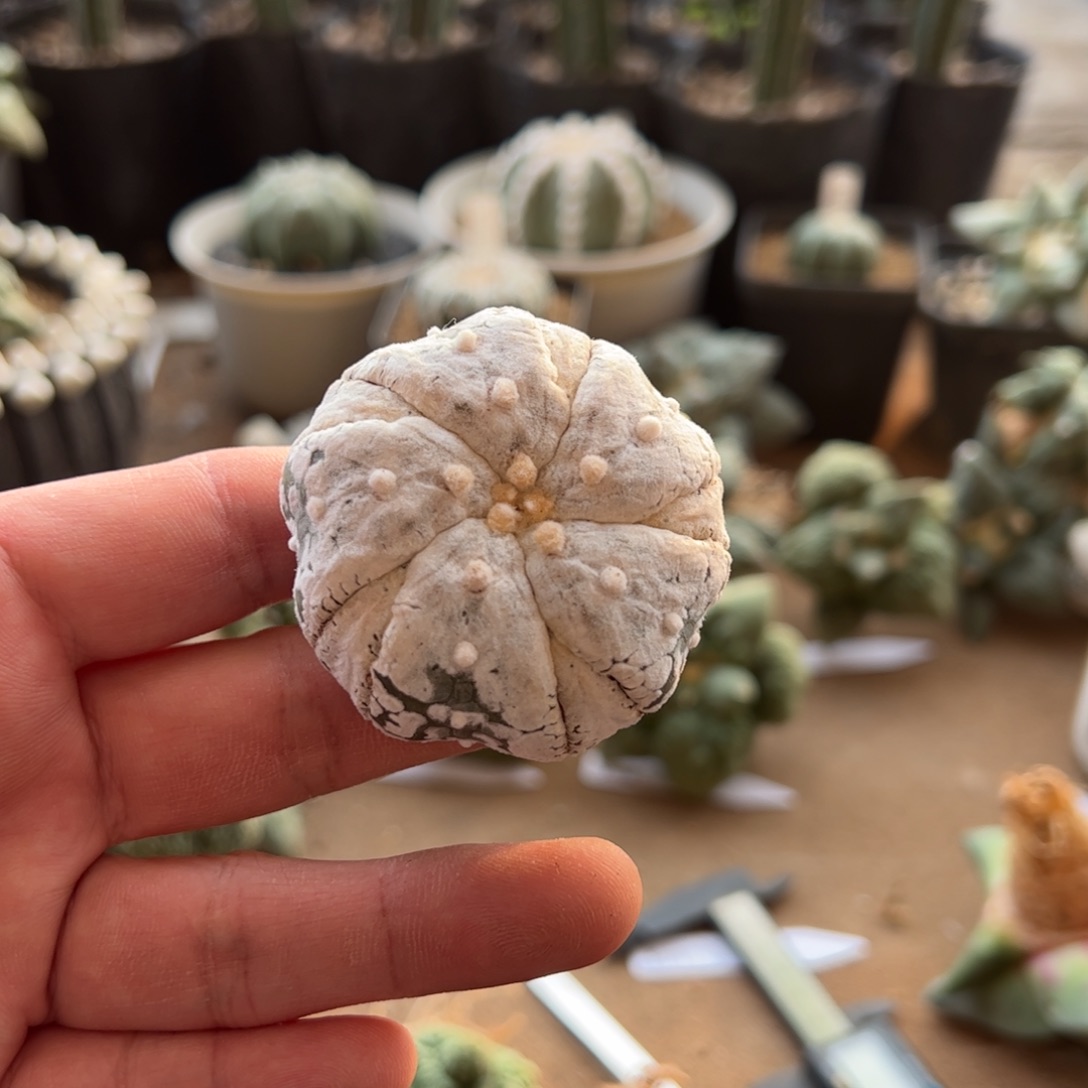 无花朵实生浓白扁5.3cm