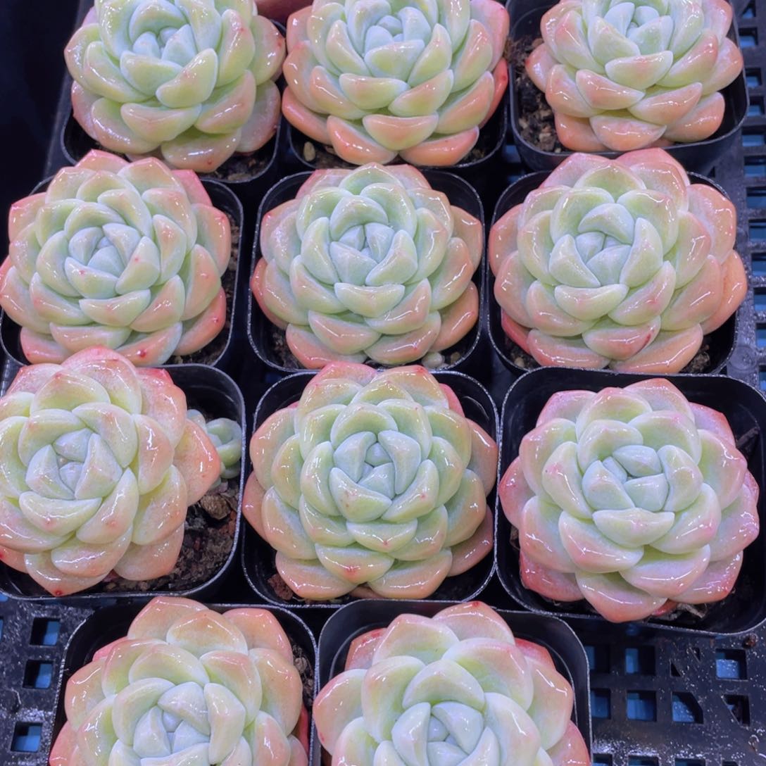 量拍37号奶油果冻冰玉单头一个