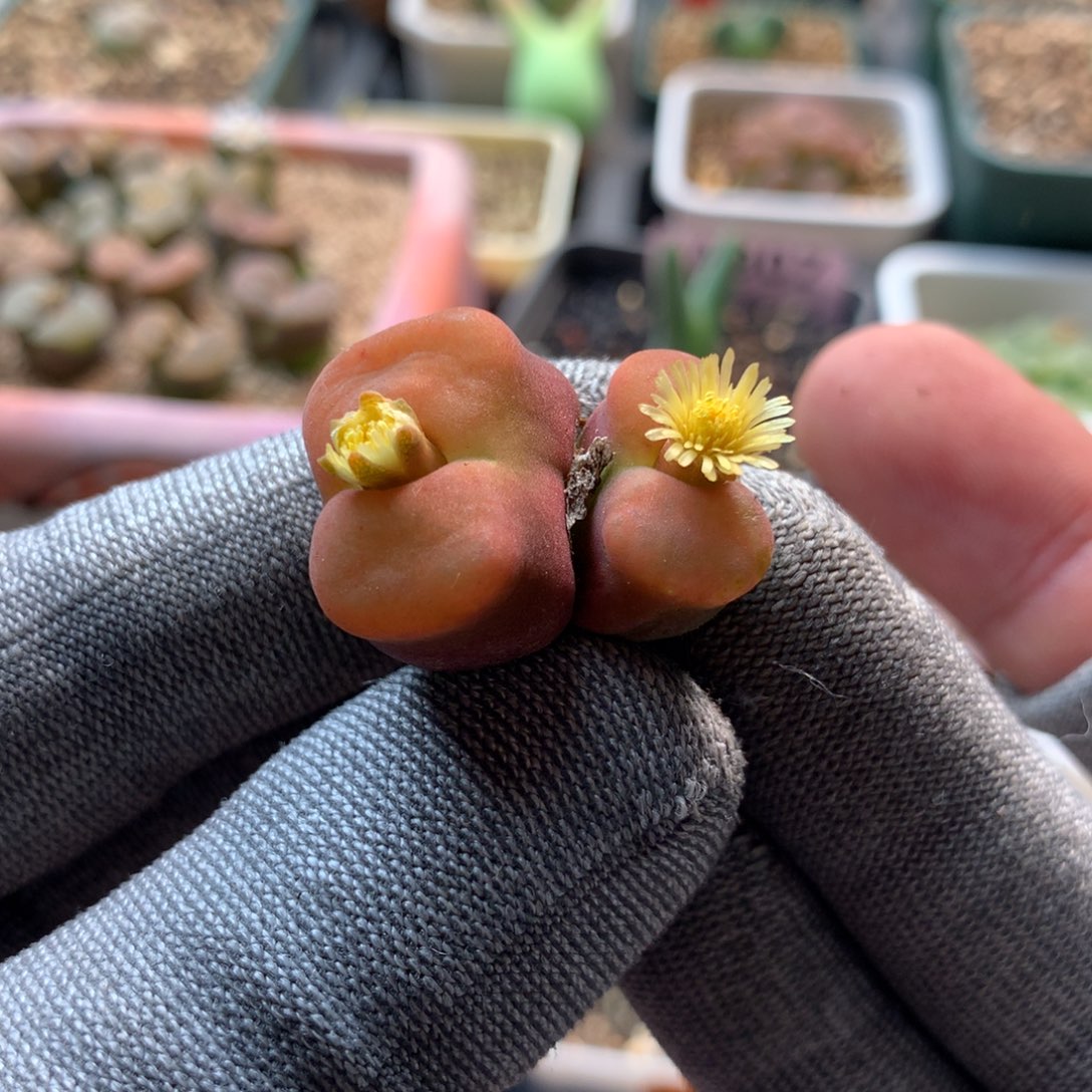 a837水蜜桃母本老伤