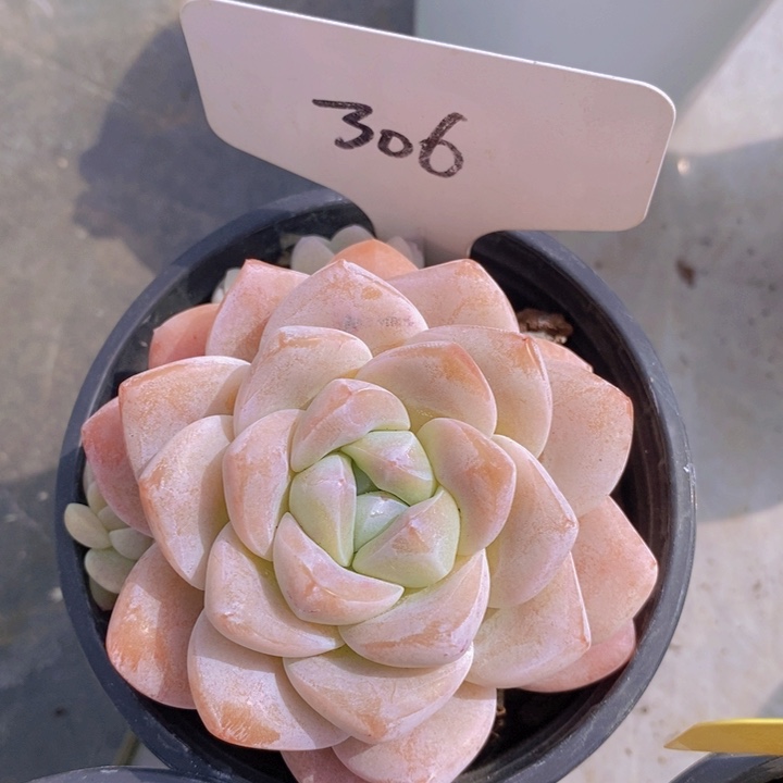 多肉植物，开心多肉