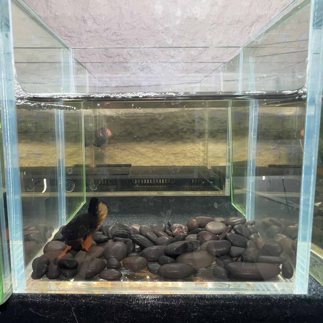 斗鱼阿浩泰斗9日68号