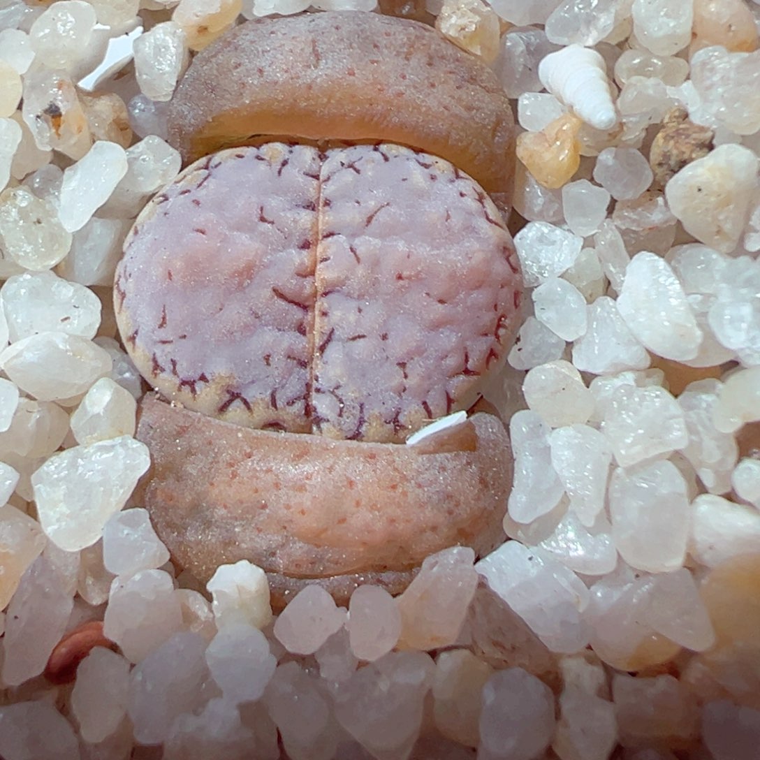 307-638.多肉糖霜.6