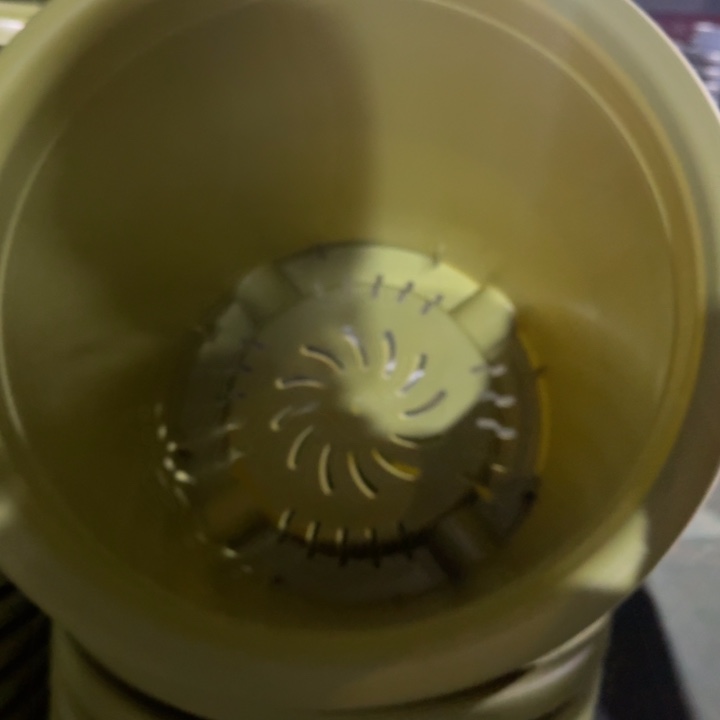 四季8号果绿无托5个特价微瑕