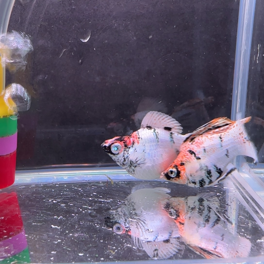 亮***孔雀鱼红头马一对111