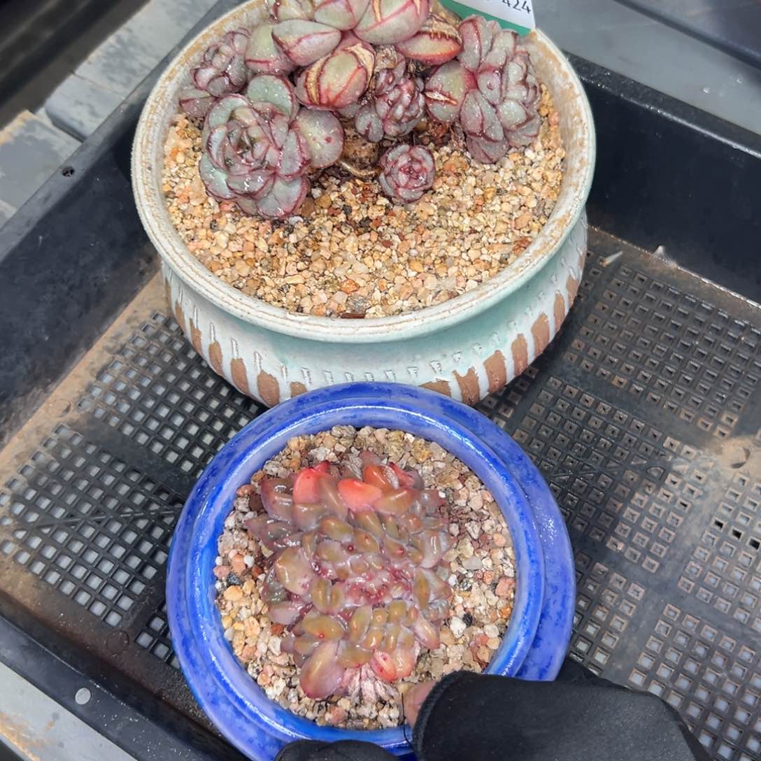 多肉一物一拍0125-424