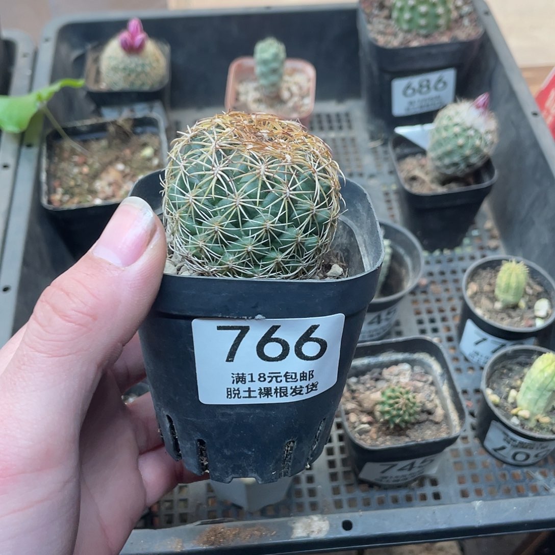 766儒衣（满18包邮）