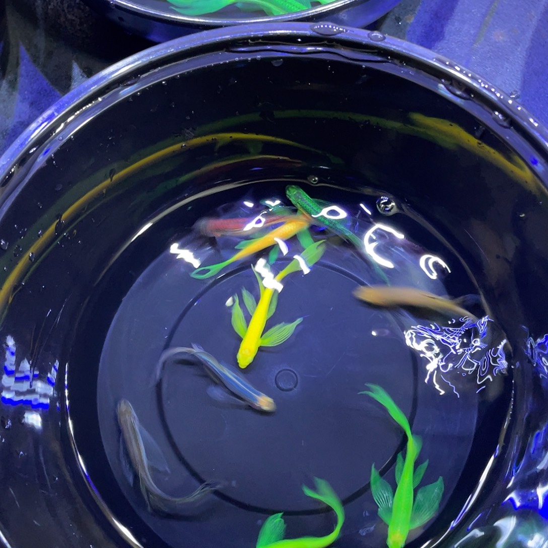 玩***恭斑马鱼不退不换、入缸不赔