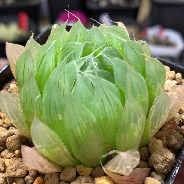 实生玉露带盆土发货