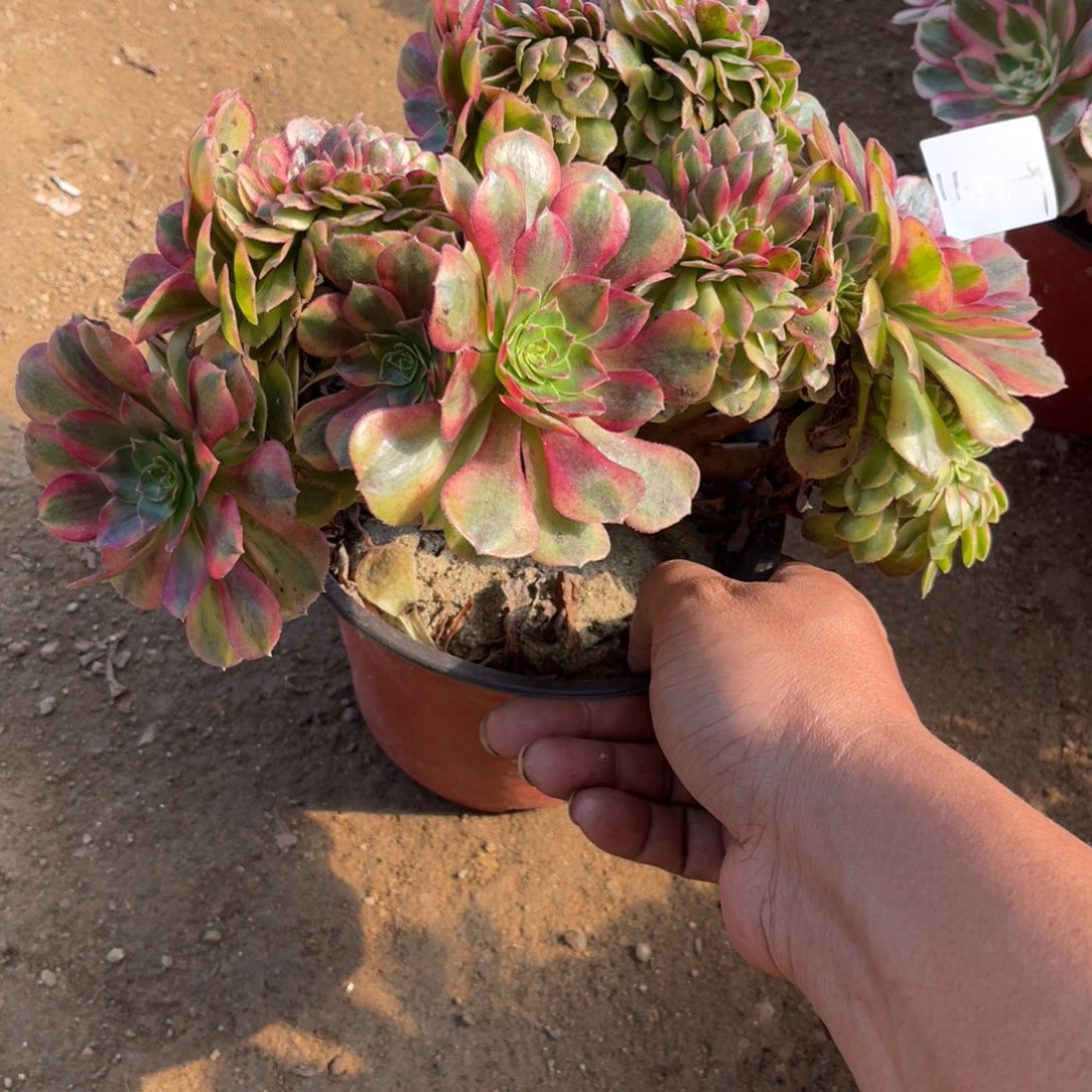 11-12-9雨荷缀化法师锦