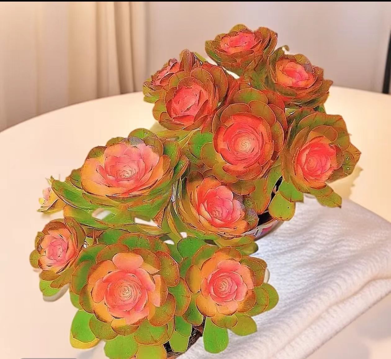 月雅家香槟玫瑰法师买一送一室内外花卉盆栽多肉植物新手植物 