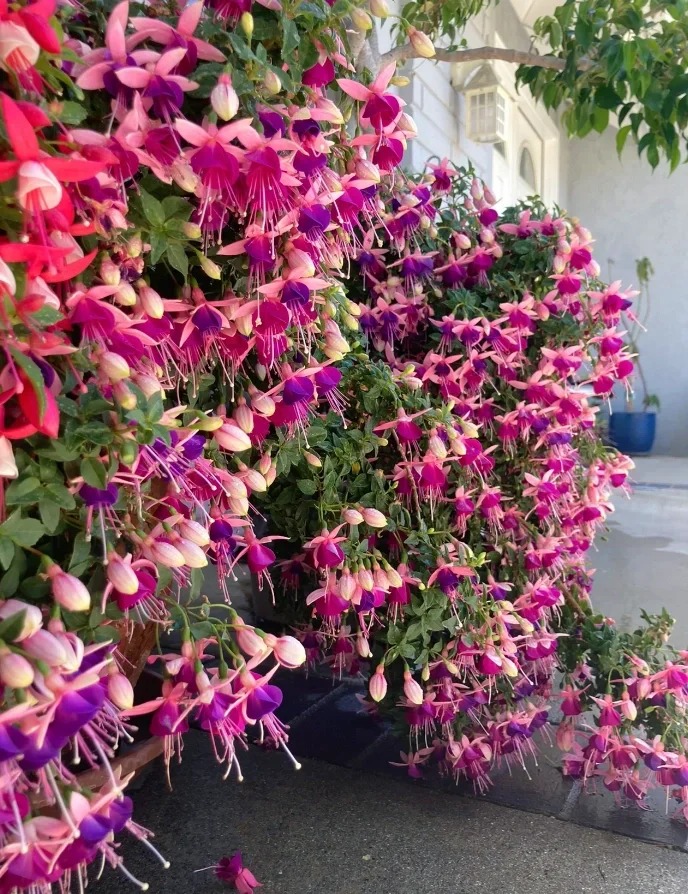 【灯笼花】会掉花掉叶介意不要拍庭院阳台地栽盆室内室外