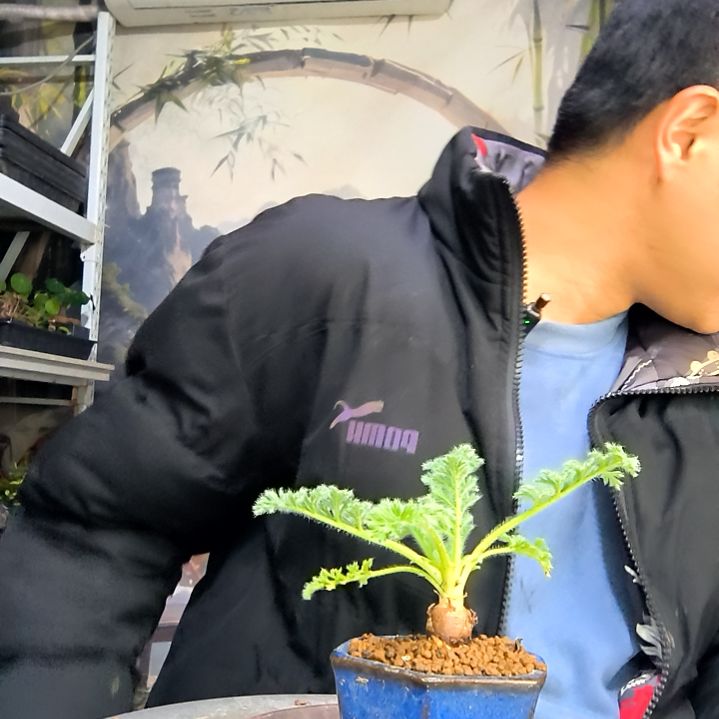 C****s中青园艺一物一拍花208