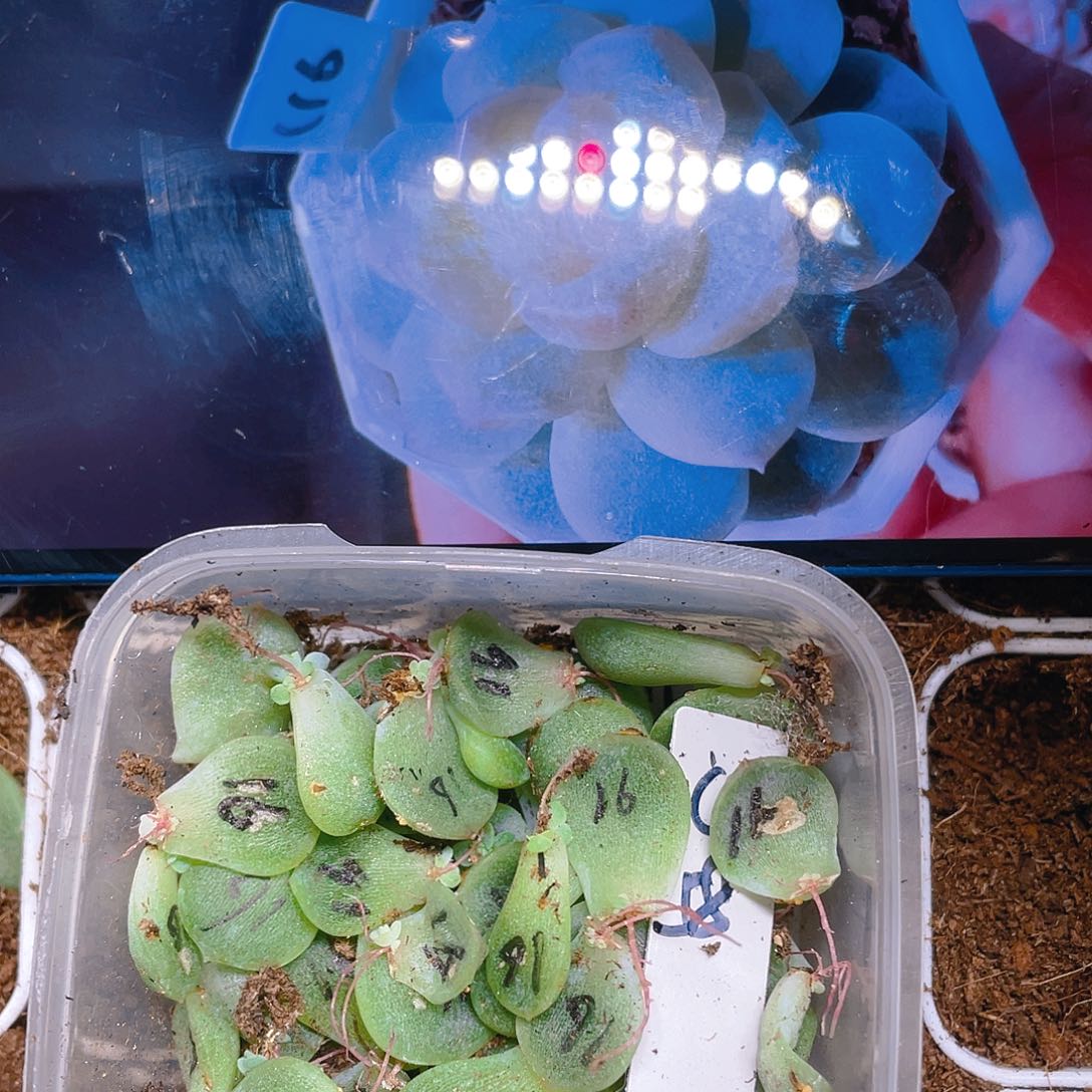 C F16 芝麻苗一个满25包邮