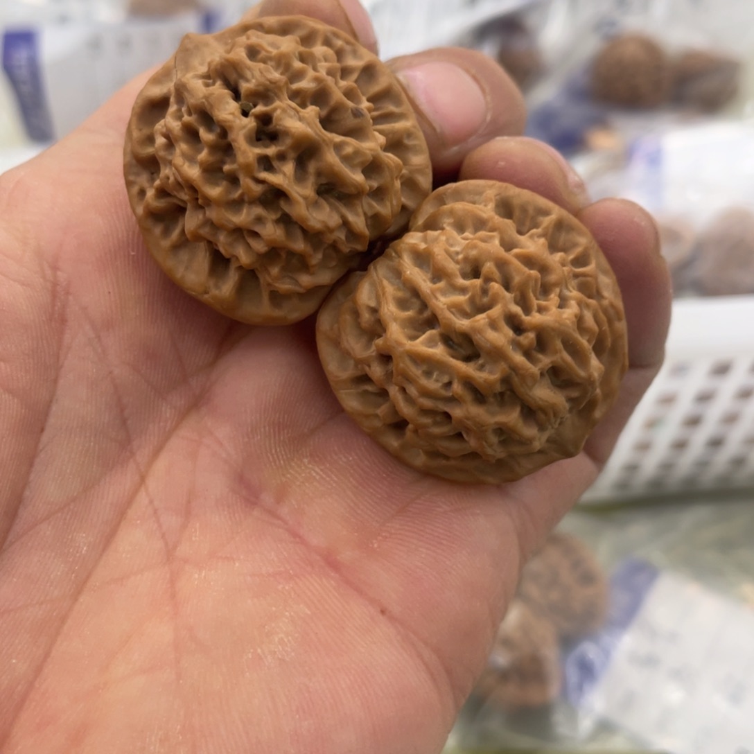 秦岭的小王核桃啊哇