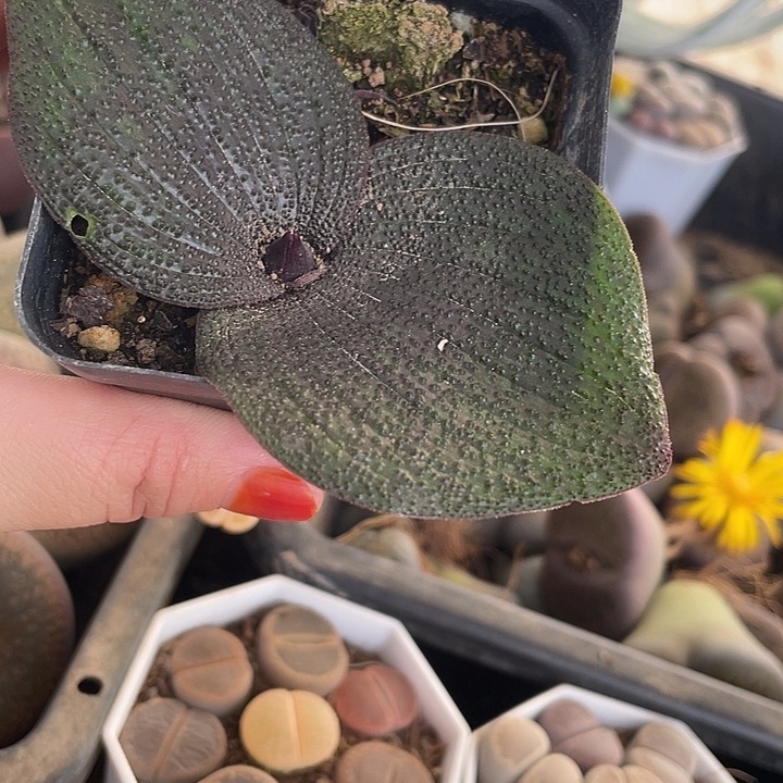 紫镜一盒817。紫镜