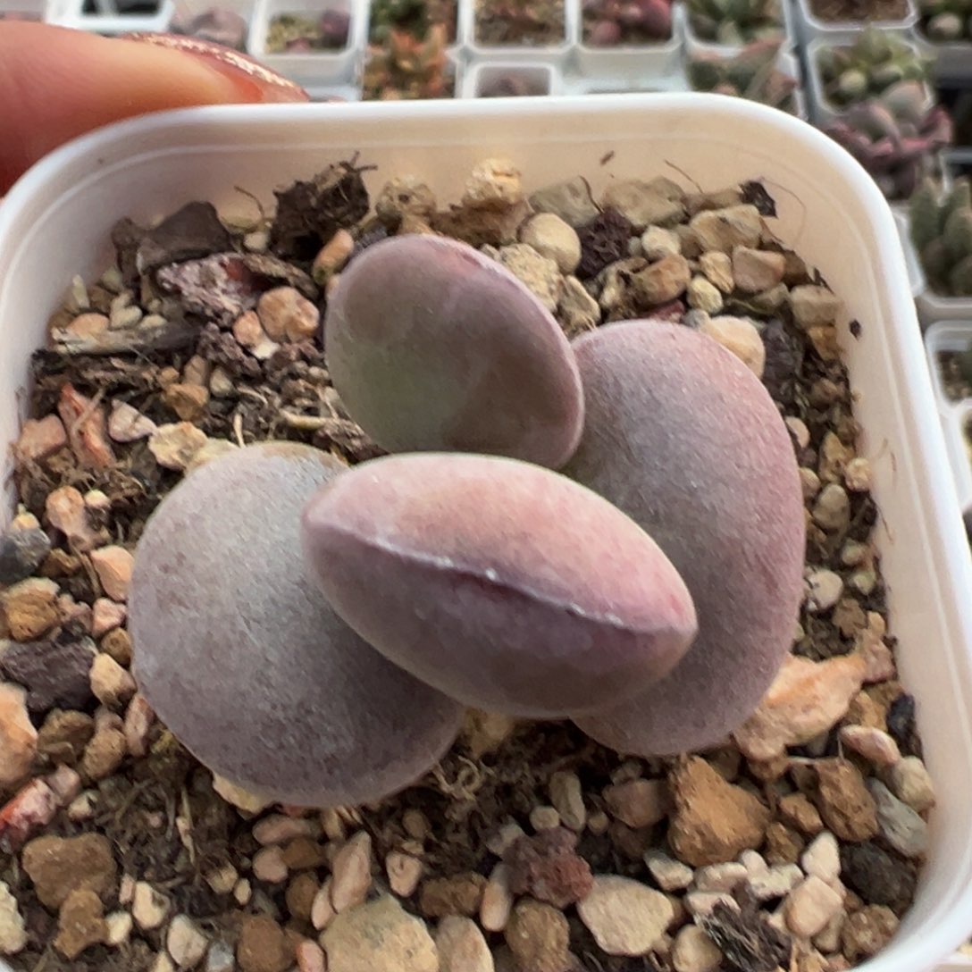 球球紫蛋多肉植物水泡