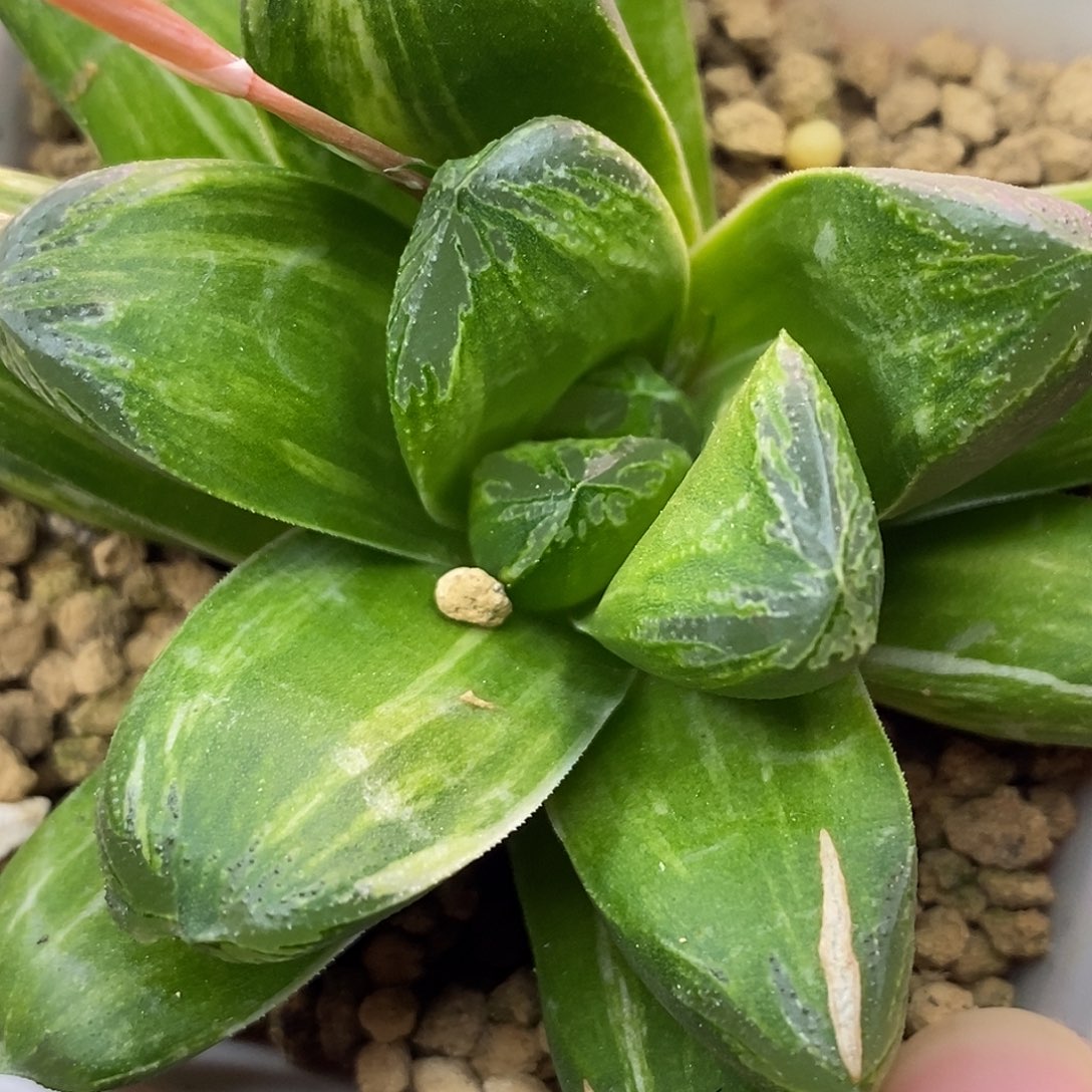 不带盆脱土裸根发货