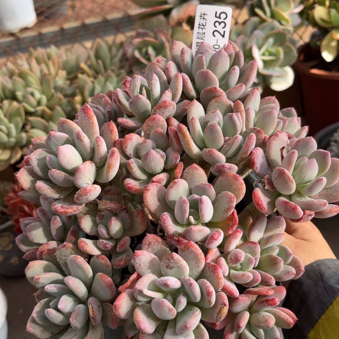 同温层多肉灰姑娘235