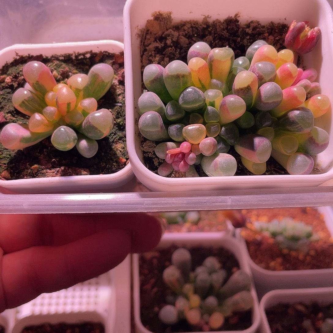 阿***娘五十玲玉锦特价包邮