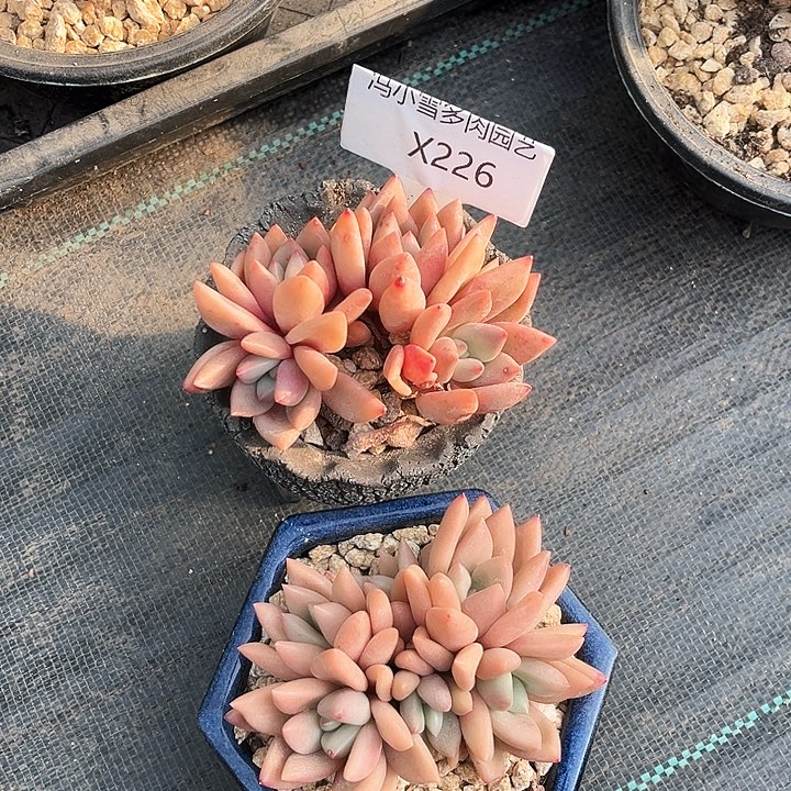 我是第一百个为妖刀应援滴打