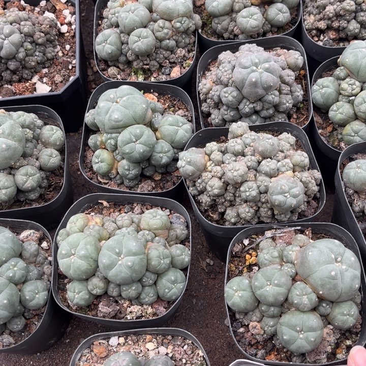 群生子吹好养皮实好活