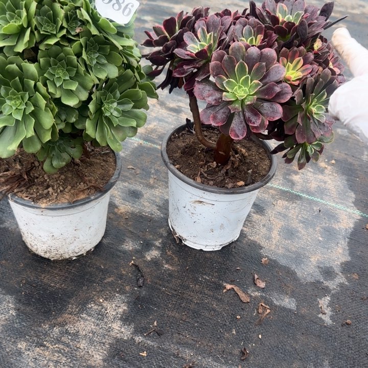 986绿杨蓉➕金丝雀包邮。        