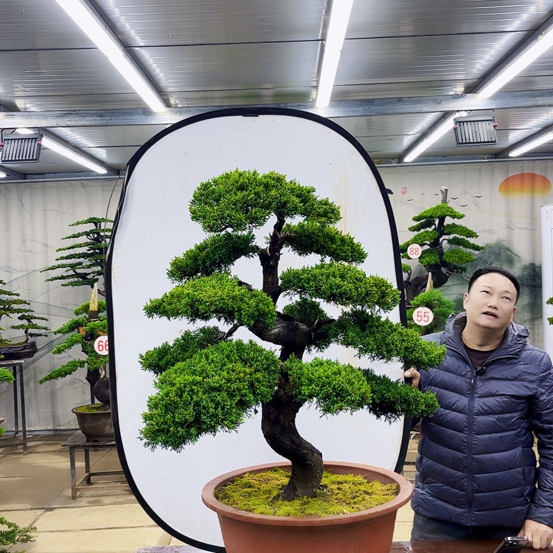 完全开放精品盆景专场大放漏