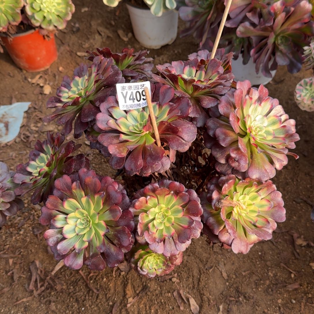 409美姬官服30左右2