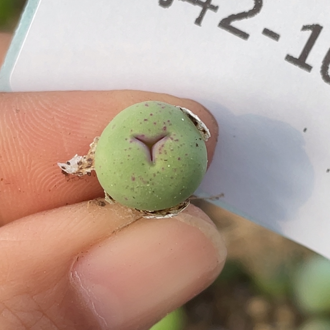 2-10奔嘴多肉植物肉锥