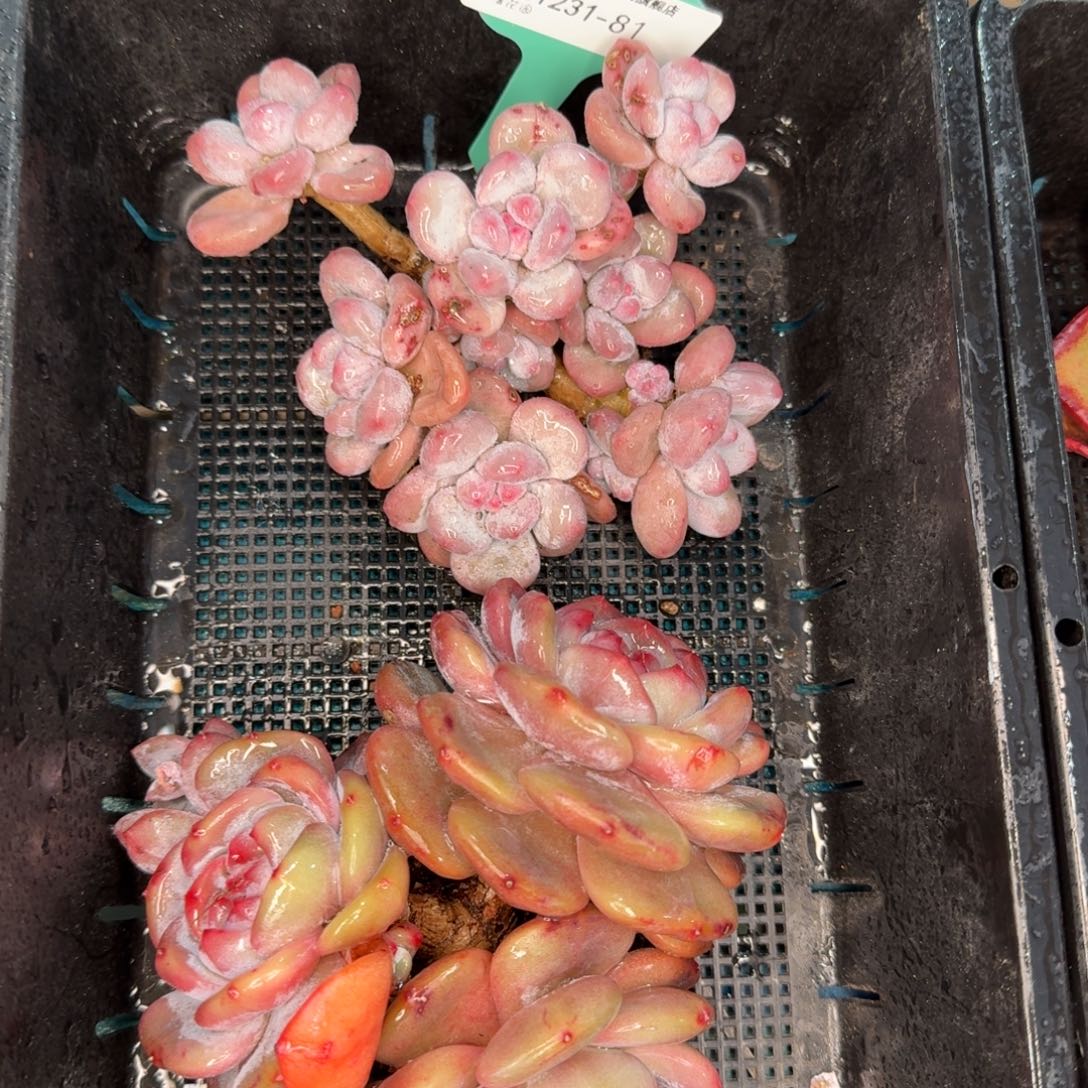 从前慢多肉精选编号1231-81