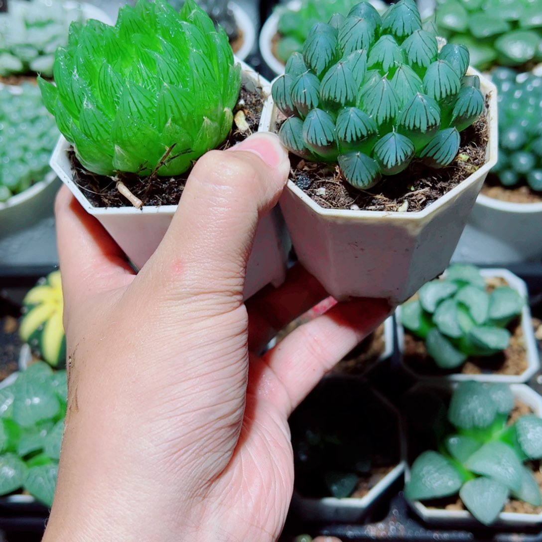 樱水晶➕黑姬玉露多肉