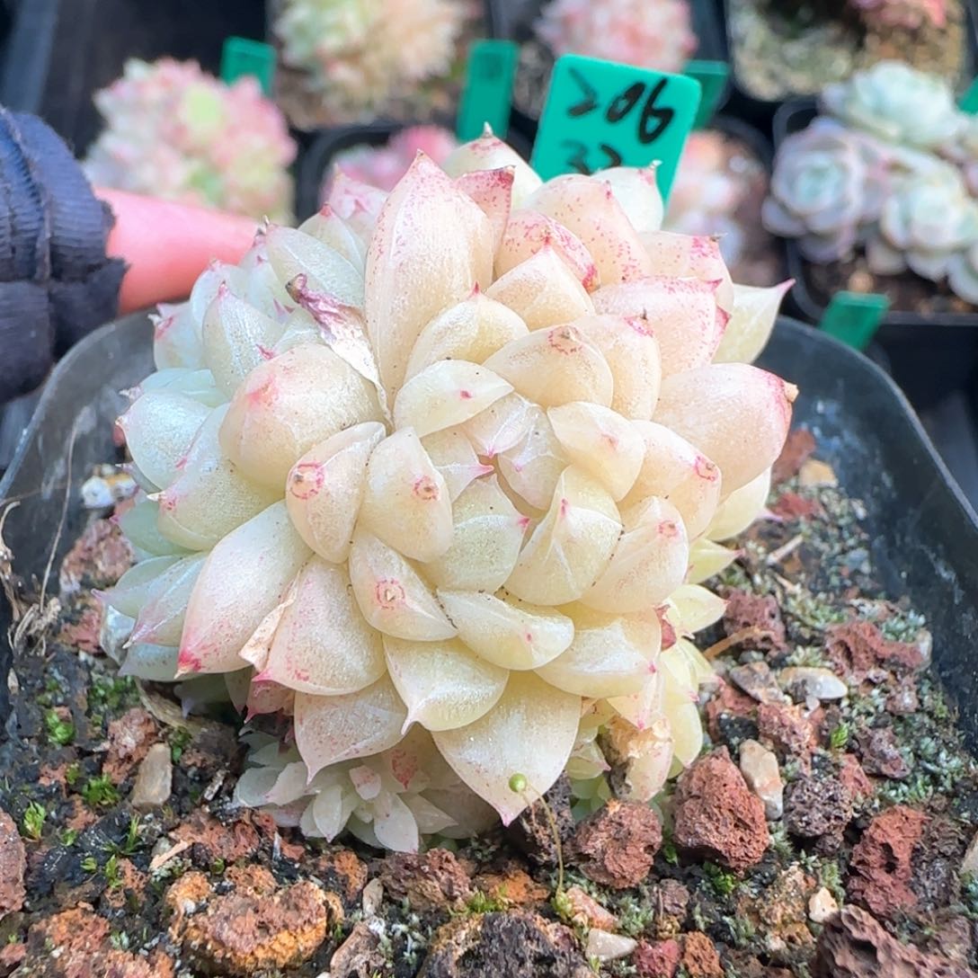 206   麦秆  6厘米盆