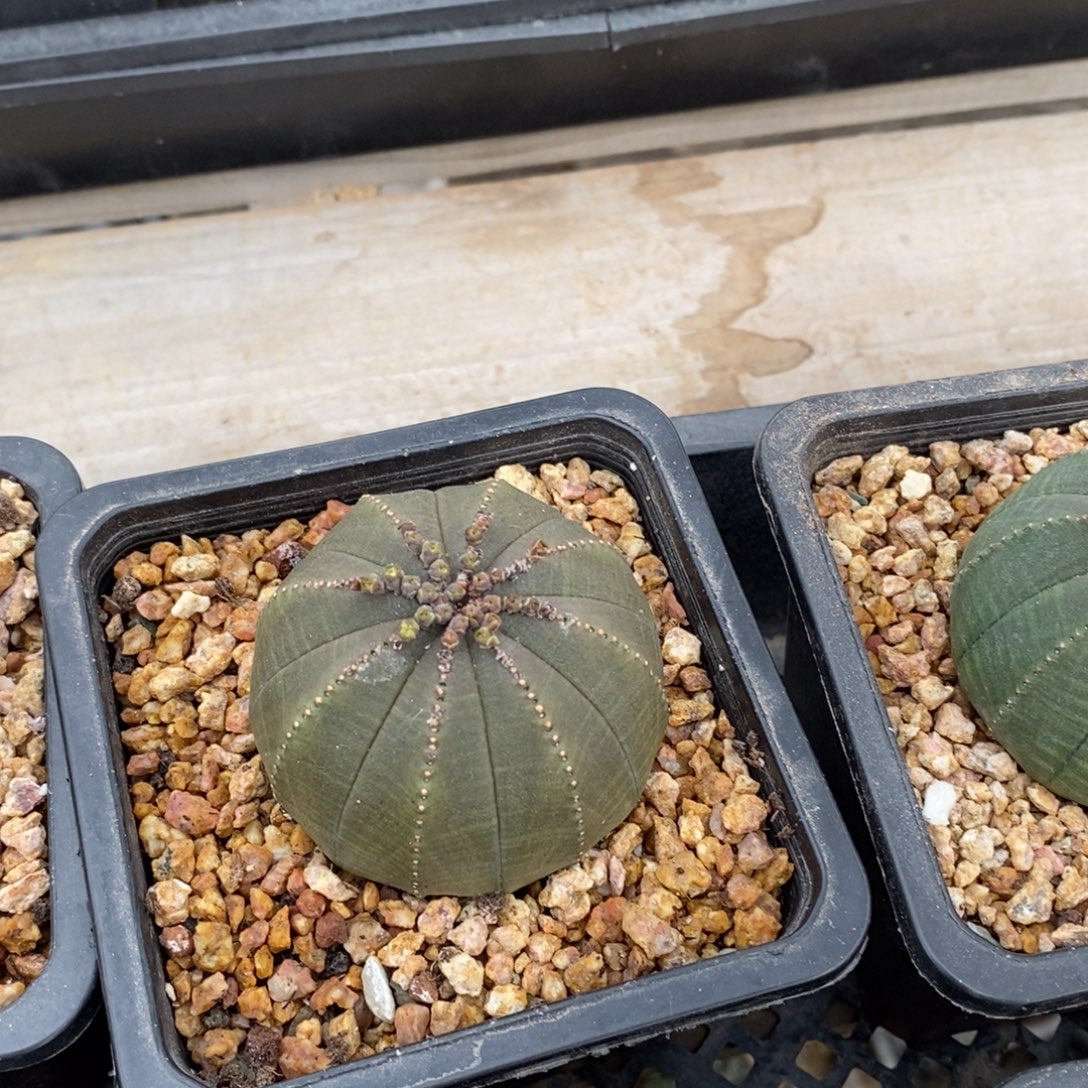17 欧系实生布纹球多肉植物