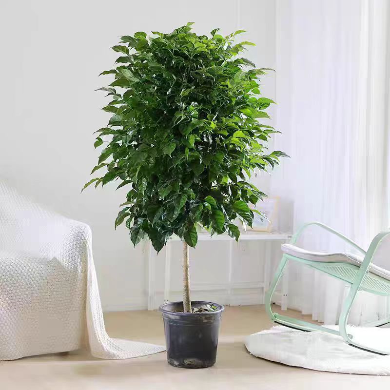 幸福树棒棒糖单杆老桩 带盆高100-120cm 办公室绿宝室内客厅常绿