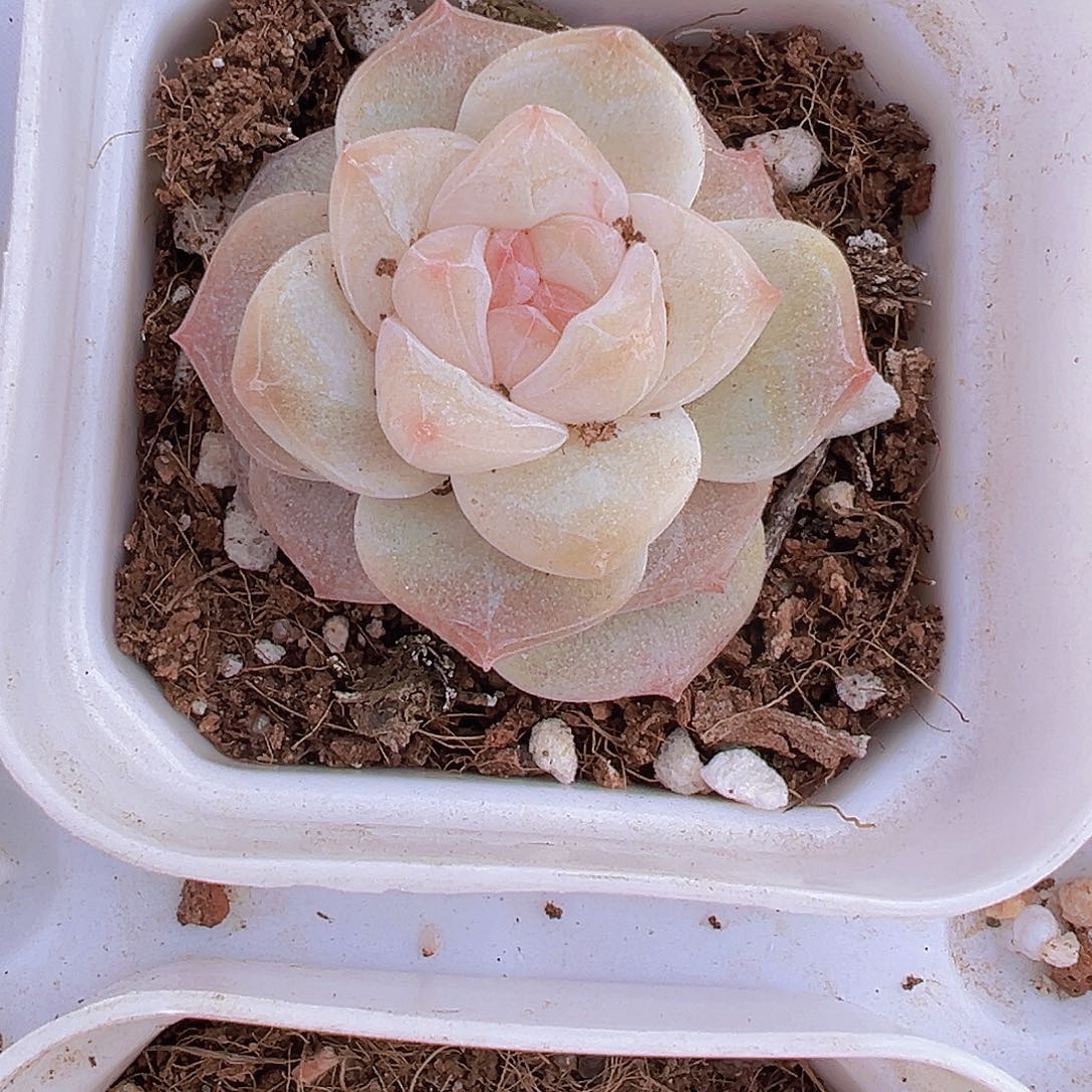 冰钻19包邮多肉植物