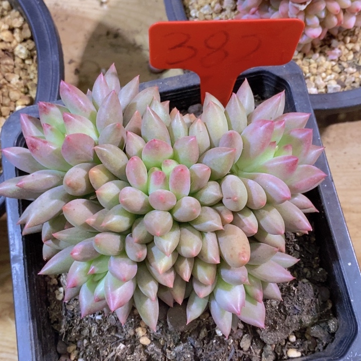 是的呀哈哈好棒好