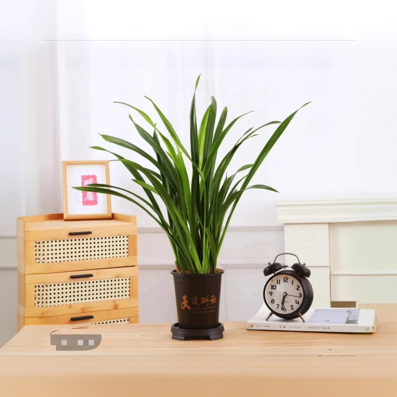 墨兰6-8苗室内栽种易存活好养净化空气青苗