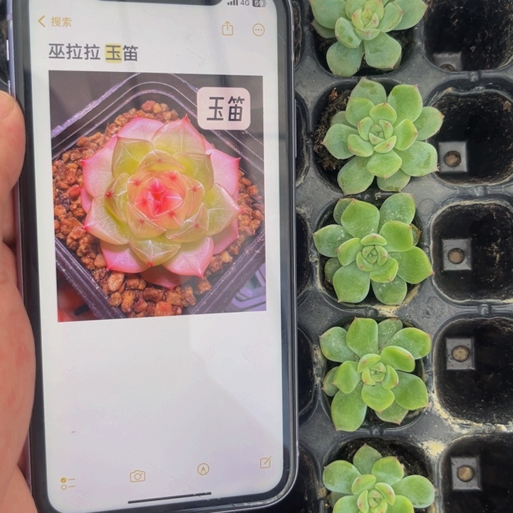 巫拉拉玉笛，满9.9包邮