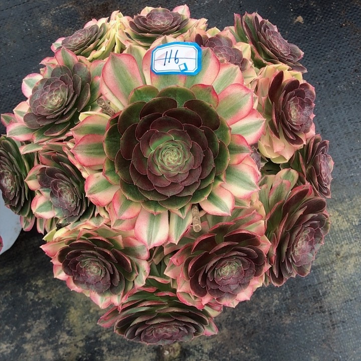 116雨荷多肉法师