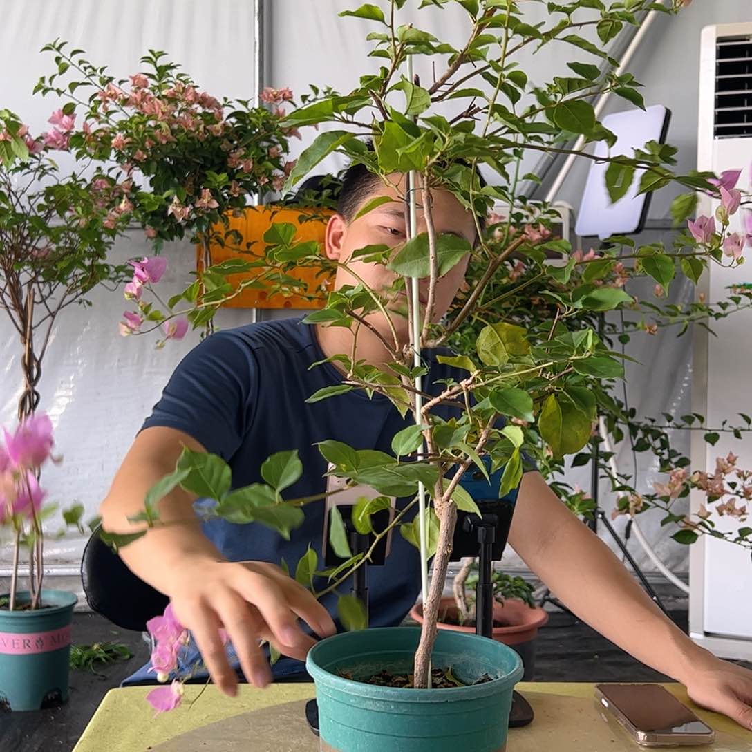 当前无花栽培后可以开花粉可爱一颗